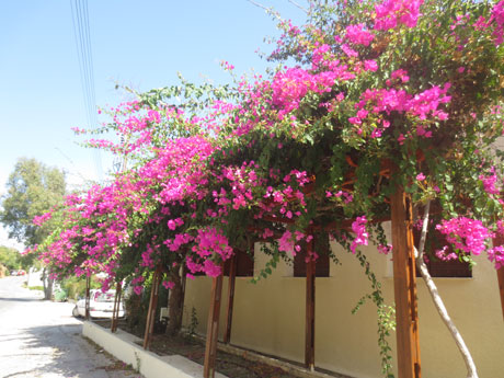 flowers by the street